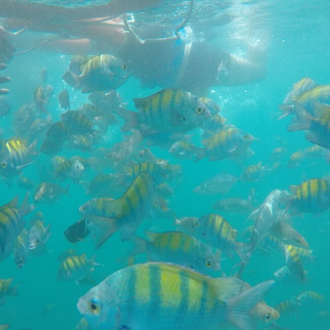 669ceadb-c673-4d3f-ae06-e4516a62886b