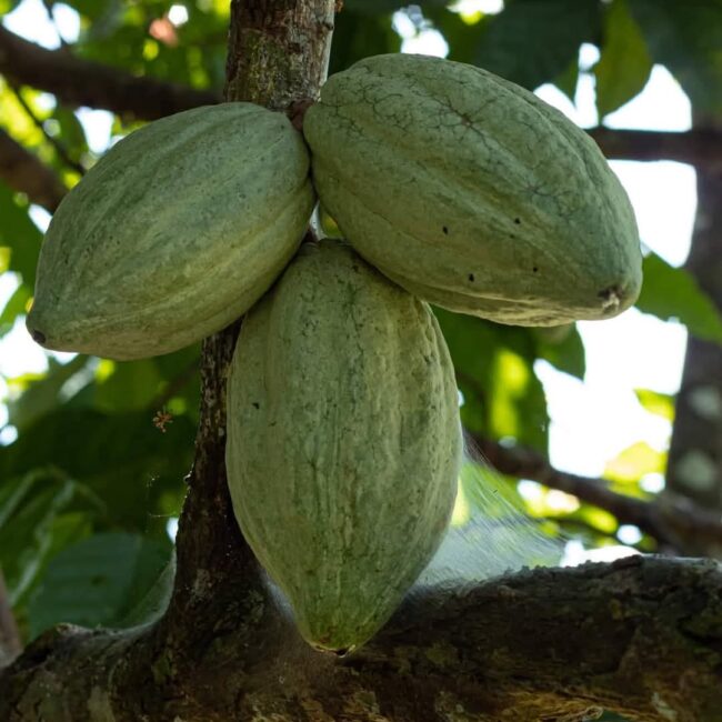 ed9b2586-95da-4ed3-9ef7-1990e21b0ecb