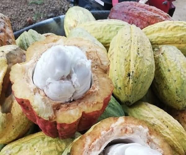 f50a67f1-91f0-4b2a-ae01-0680d2520c4a