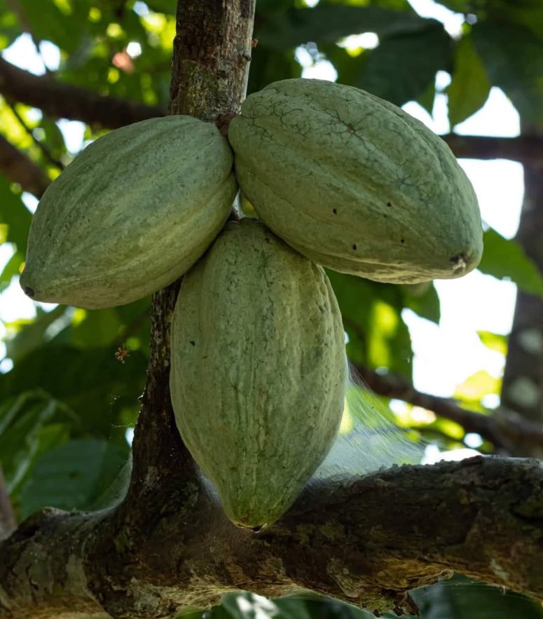 ed9b2586-95da-4ed3-9ef7-1990e21b0ecb